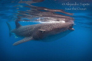 King of the Sea, Isla Contoy México by Alejandro Topete 